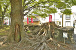 東石清水八幡神社のケヤキ-09