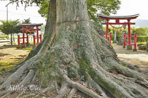 長沖飯玉神社のケヤキ-01