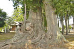 長沖飯玉神社のケヤキ-03