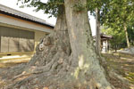 長沖飯玉神社のケヤキ-06