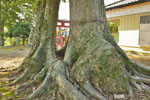 長沖飯玉神社のケヤキ-08