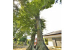 長沖飯玉神社のケヤキ-09