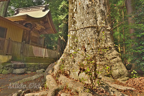 小平石神神社のケヤキ-01