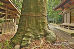 小平石神神社のケヤキ-09