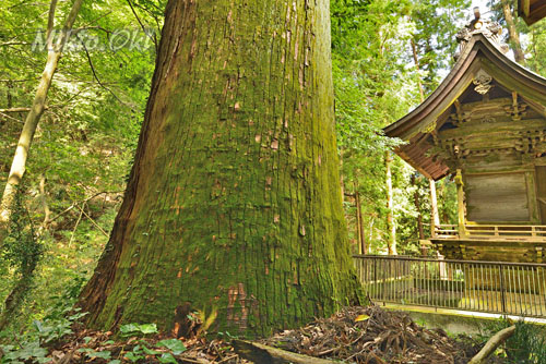 小平石神神社のスギ-01