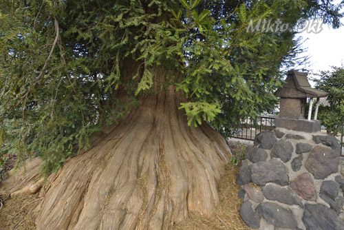 沼和田宝輪寺のカヤ-01