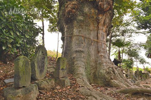 山王堂日枝神社のケヤキ-01