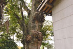 山王堂日枝神社のケヤキ-03