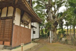 山王堂日枝神社のケヤキ-05