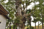 山王堂日枝神社のケヤキ-06