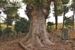 山王堂日枝神社のケヤキ-09