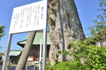 米島香取神社のムクノキ-07