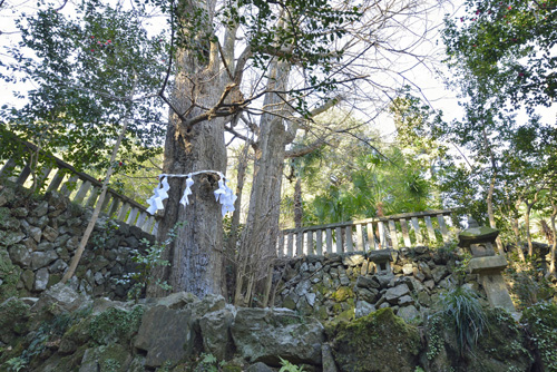 金鑚神社の旗懸銀杏01