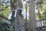 金鑚神社の旗懸銀杏02