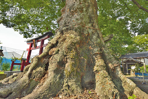 阿保神社のケヤキ-01