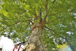 阿保神社のケヤキ-02