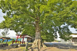 阿保神社のケヤキ-04