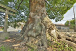 阿保神社のケヤキ-08