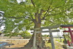 阿保神社のケヤキ-10