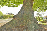 阿保神社のケヤキ-11