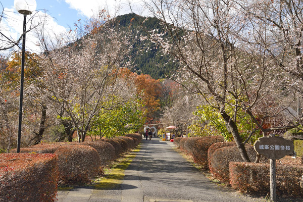 城峯公園冬桜