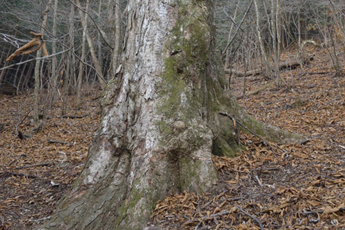 城峯山トチノキ巨木群A-01