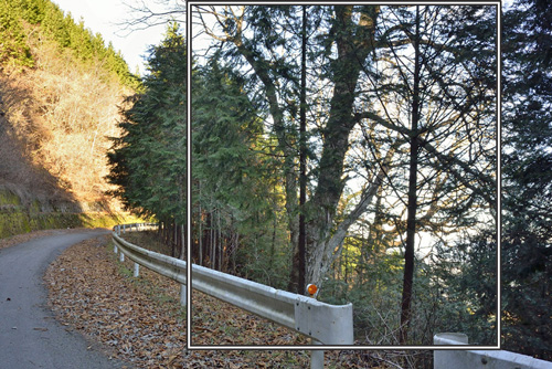 城峯山トチノキ巨木群B-01