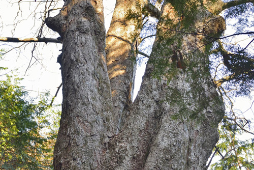 城峯山トチノキ巨木群C-01