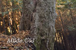 城峯山トチノキ巨木群C-02
