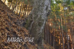 城峯山トチノキ巨木群C-04
