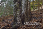 城峯山トチノキ巨木群C-08