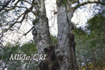 城峯山トチノキ巨木群C-09