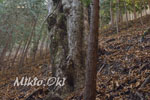 城峯山トチノキ巨木群C-10