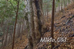 城峯山トチノキ巨木群C-12