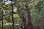 城峯山トチノキ巨木群C-13