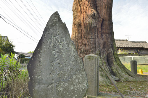 宝蔵寺のコウヤマキ-01