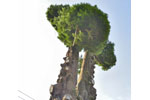 宝蔵寺のコウヤマキ-04