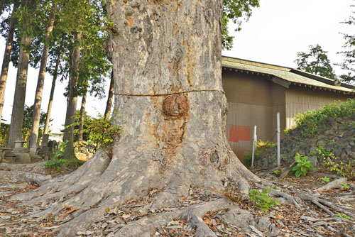 嘉美神社のケヤキ-01