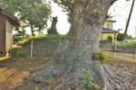 嘉美神社のケヤキ-06