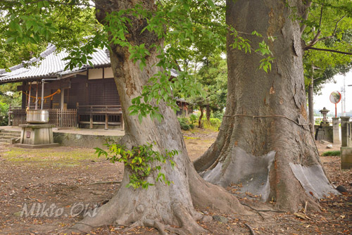 今城青坂稲実池上神社のケヤキ-01
