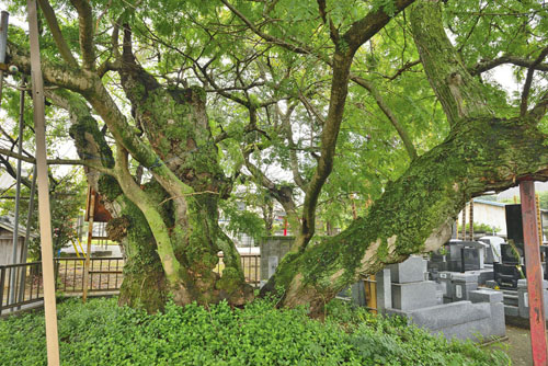 幸福寺のサイカチ-01