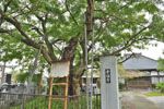 幸福寺のサイカチ-06