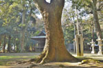 菖蒲神明神社のクスノキ-12