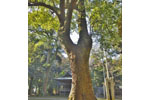 菖蒲神明神社のクスノキ-13