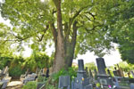 善宗寺のクスノキ-05