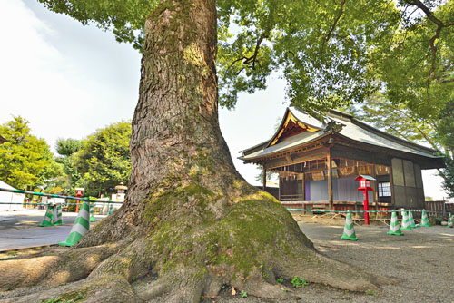 鷲宮神社の社叢-01