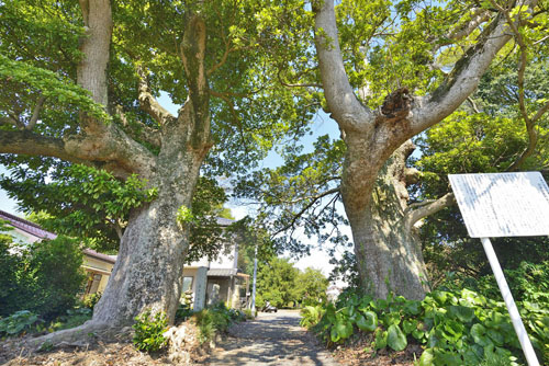 旧渡辺多門家のタブノキ-01