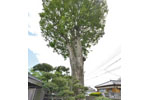 円通寺のクスノキ-03