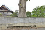 円通寺のクスノキ-04