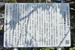 旧渡辺多門家のタブノキ-05